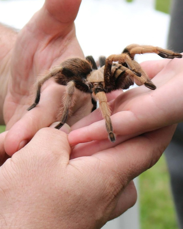 Release Phobia's with hypnotherapy